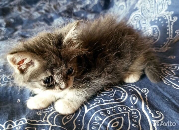 Пушистая Кроха ищет добрых хозяев
