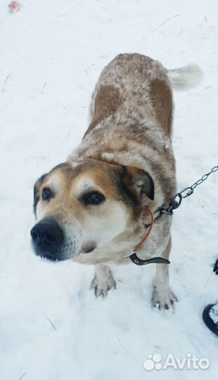 Самый лучший пес Жак