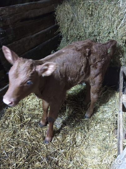 Телочки,козлята