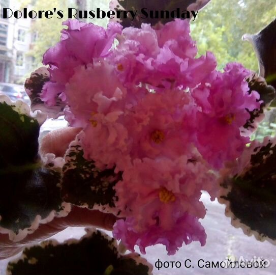 Глоксиния, фиалки