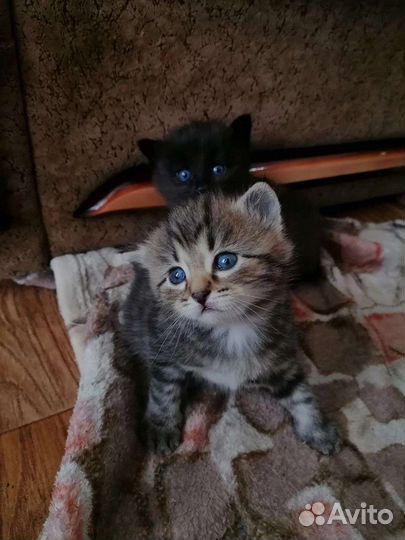 Пушистые котики
