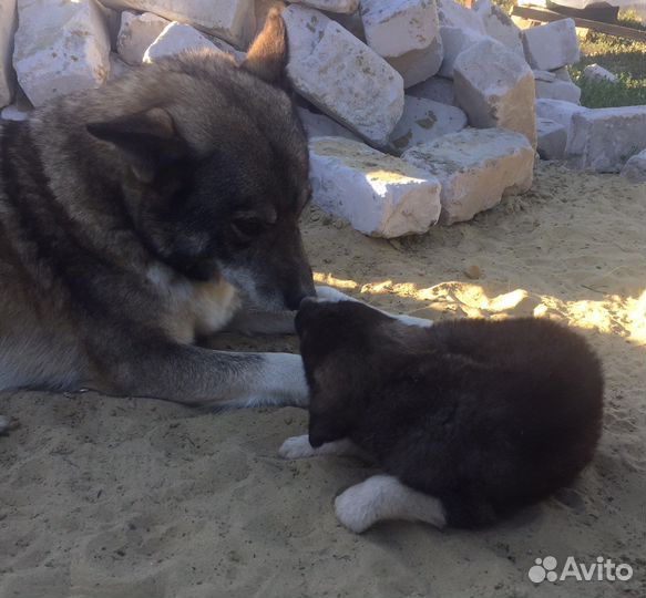 Щенки в дар