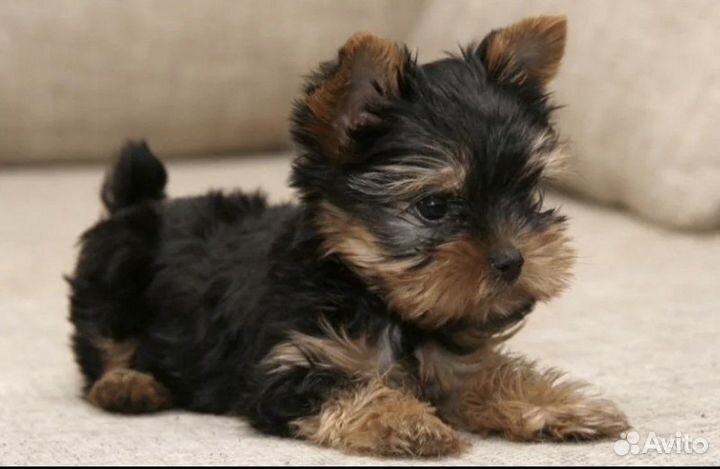 Йоркширский терьер