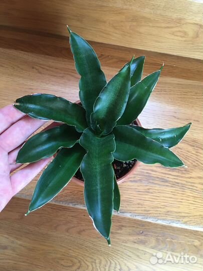 Сансевиерии разные