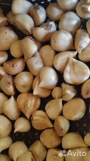 Декоративный лук аллиум Гигант