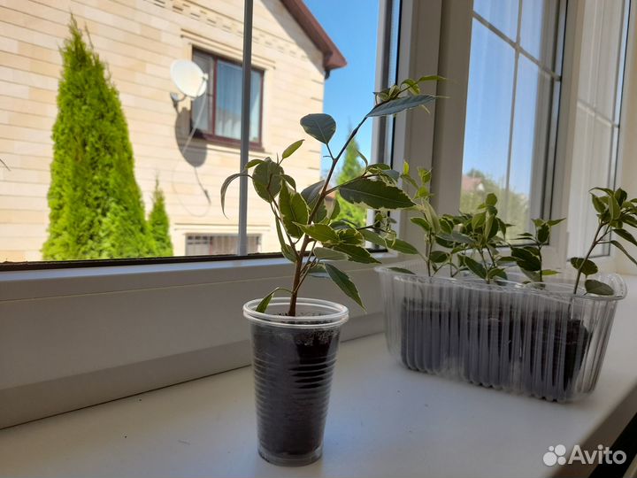 Фикус бенжамина пестролистный мелколистный 