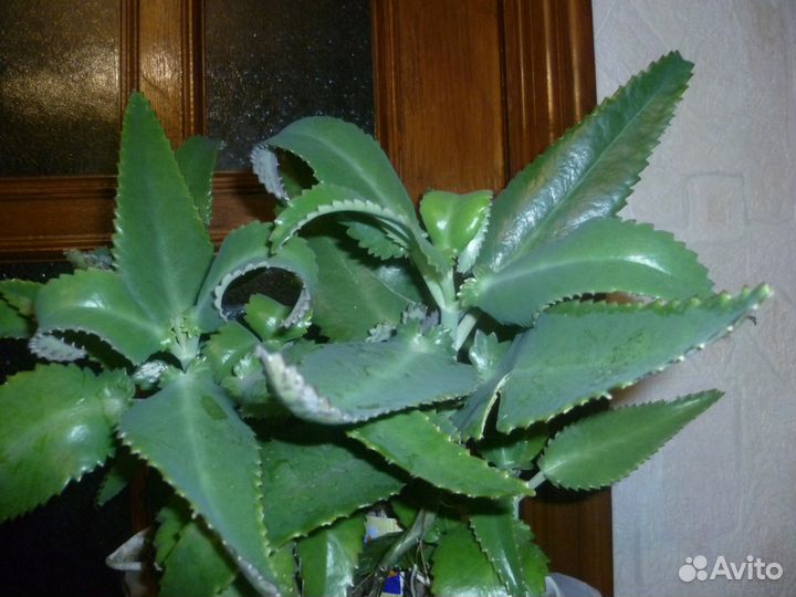 Каланхоэ лечебный, алоэ столетник