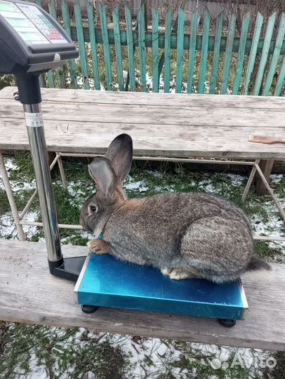 Кролики мясных пород