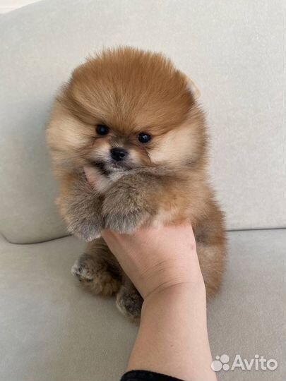 Померанский шпиц мини мишка