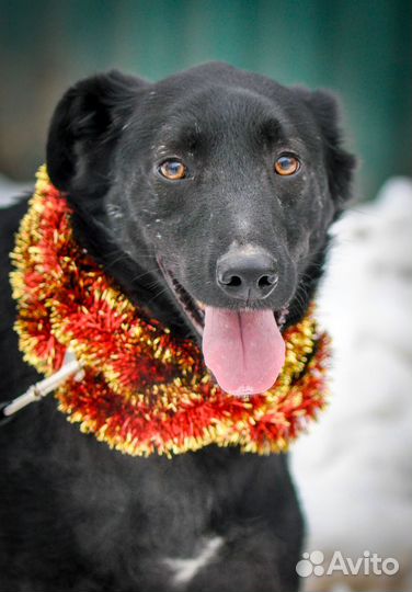 Сириус (собака в дар)