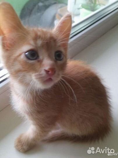 Котята -Рыжий котик