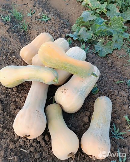 Тыква на корм