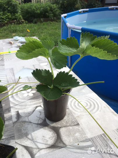 Клубника рассада Джоли