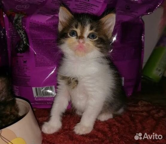 Котенок ищет дом