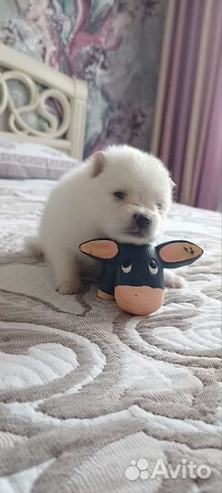 Щенки лапочки