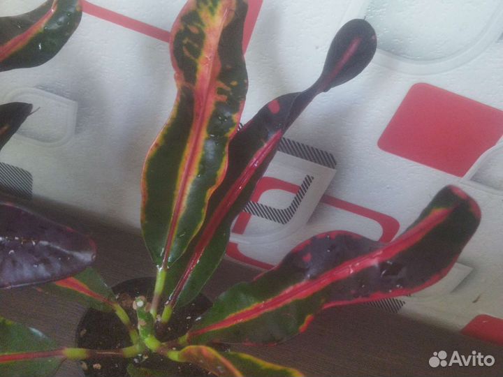 Кодеиум мамми