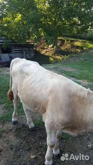 Корова с телёнком