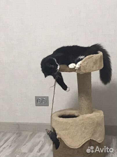 Домик для кошки с когтеточкой бу