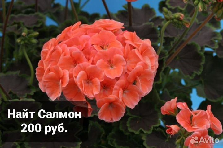 Пеларгония сортовая гибридная