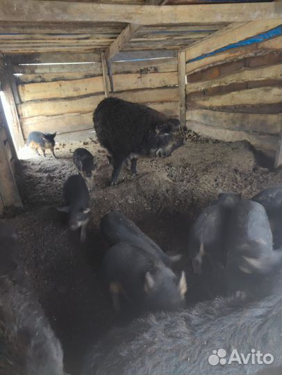 Поросята венгерской мангалицы