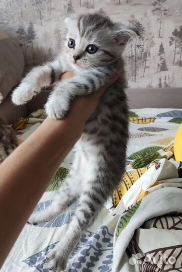 Британская