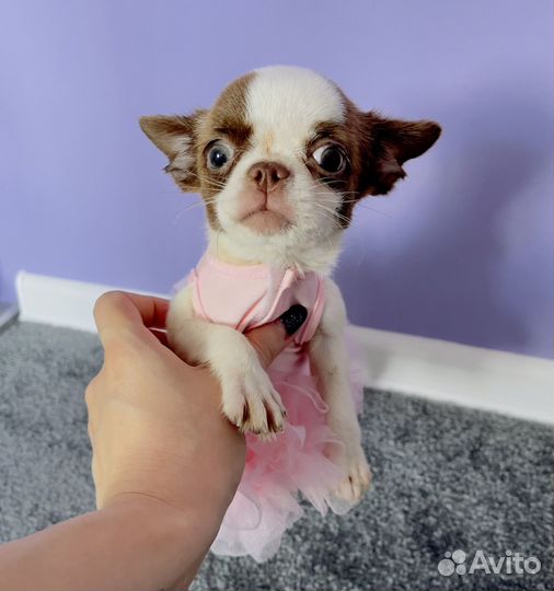 Малыши ждут любящие семьи