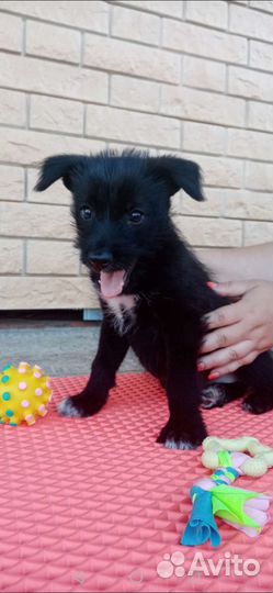 Щенок в добрые руки бесплатно