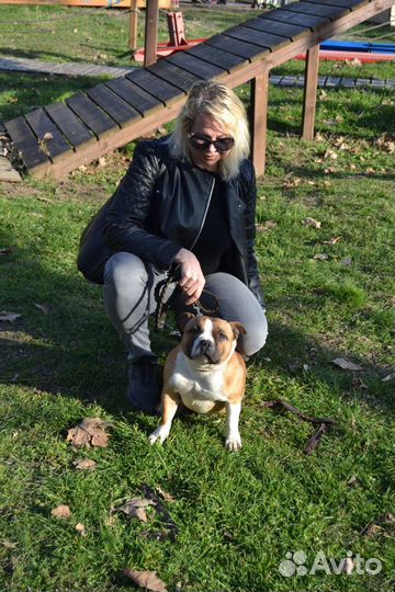 Английский стаффордширский бультерьер