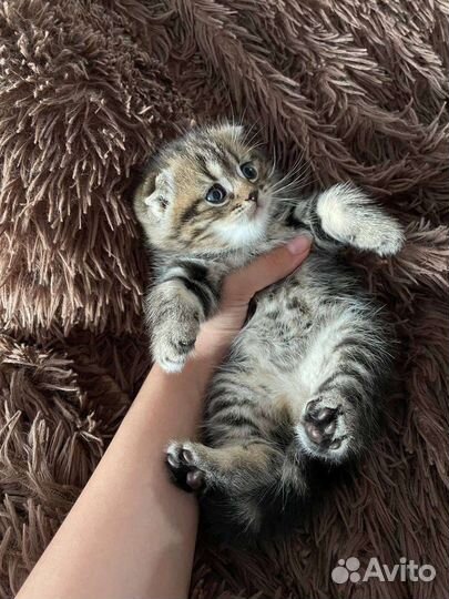 Шотландские котята