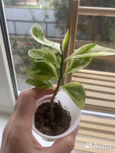 Педилантус