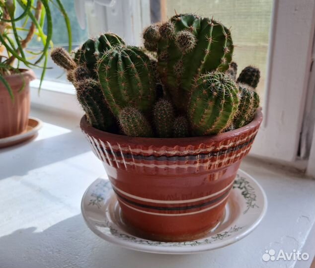 Большой Кактус ищет друзей