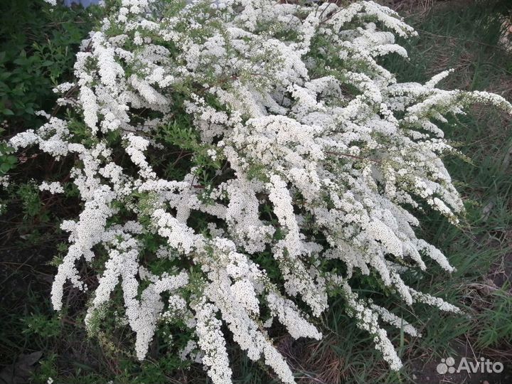 Спирея серая