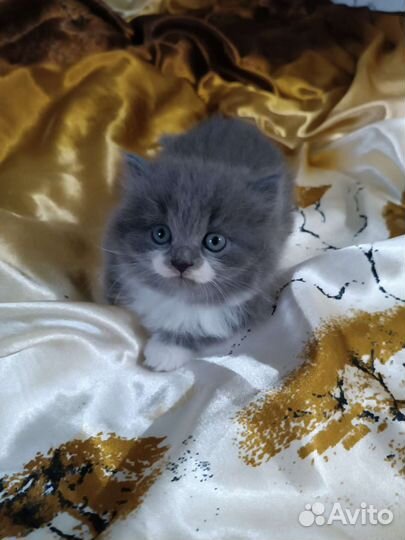 Британские котята