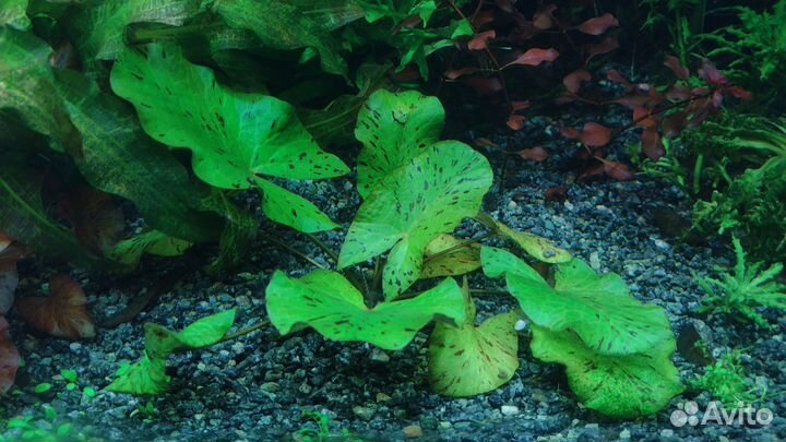 Растения для аквариума