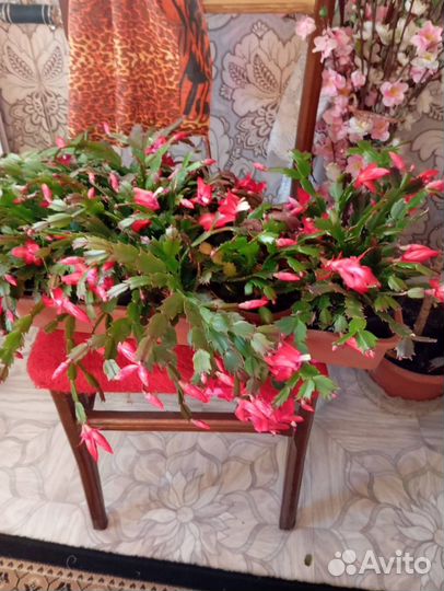 Декабрист цветущий в горшке