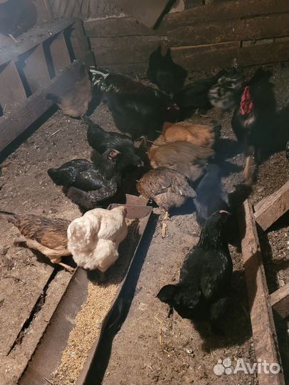 Куры домашние