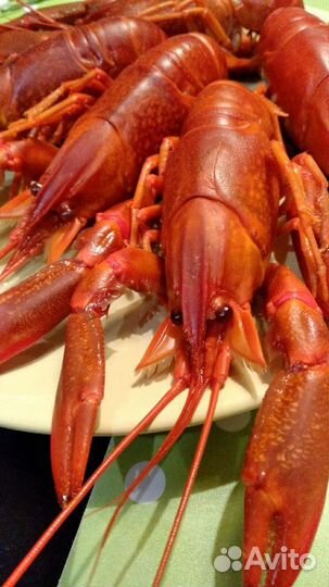 Раки Аккр(австралийцы)