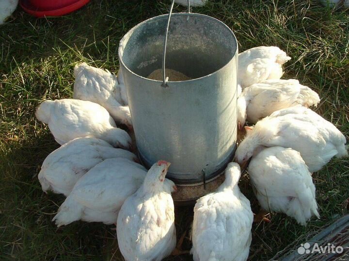 Мясо бройлера