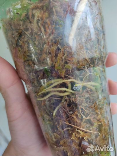 Сингониум Пикси / Pixie