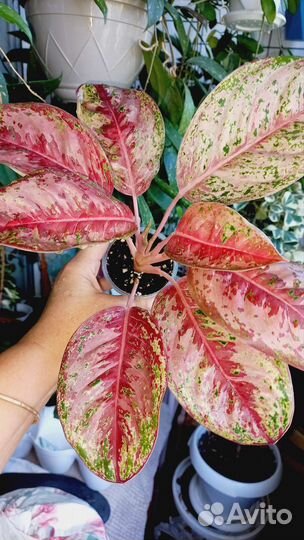 Аглаонема 10 карат