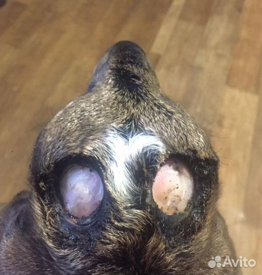 Обезроживание козлят