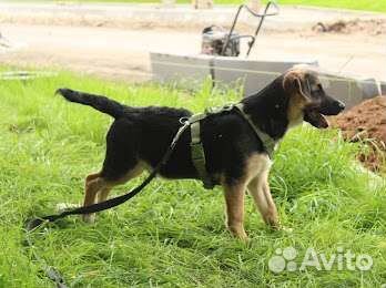 Щеночек в дар