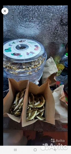 Грибы белые