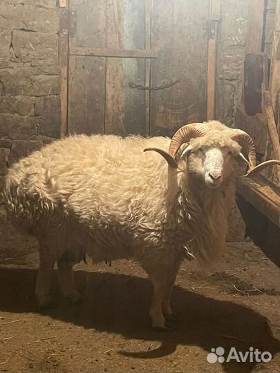 Баран с курдюком