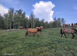 Лошади Башкирской породы Кобылы