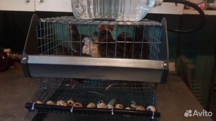 Миниферма с перепелами