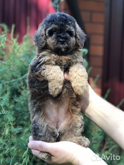 Карликовый пудель