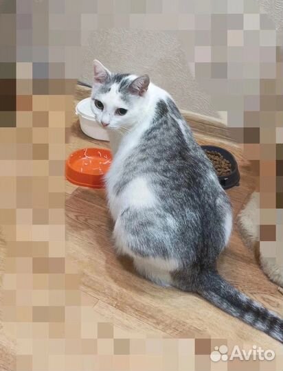 Кошечка в добрые руки