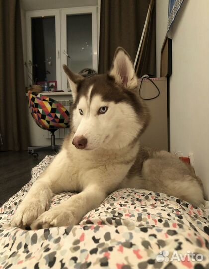 Сибирский хаски