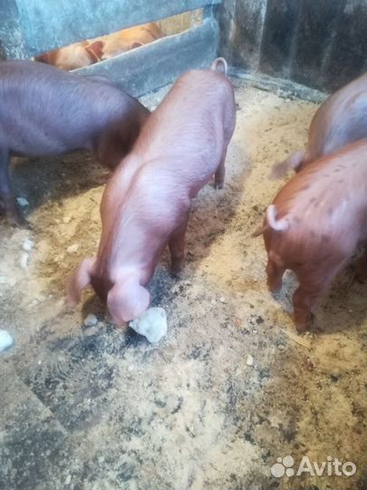 Поросят дюрок